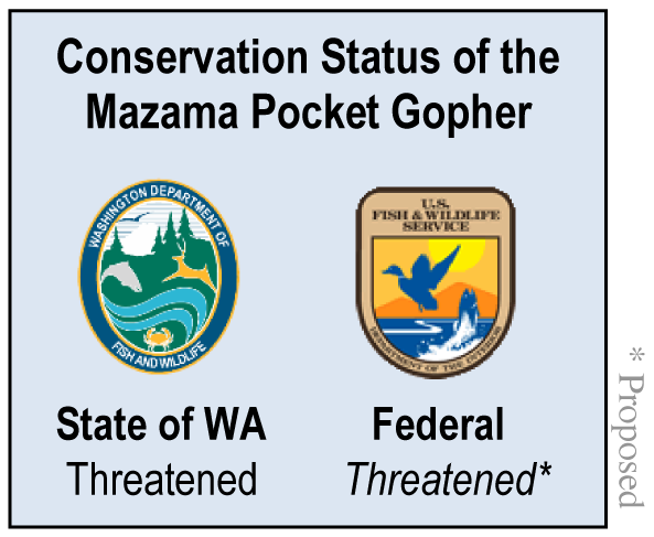 Mazama Pocket Gopher Status 2013