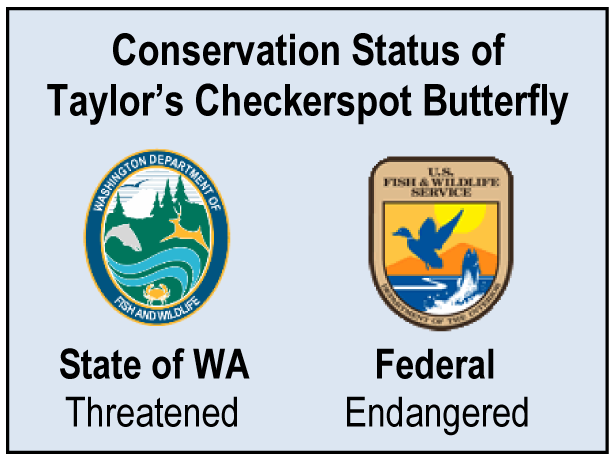 Taylor's Checkerspot 2013